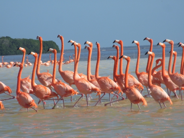 Zdjęcie z Meksyku - flamingi karmazynowe