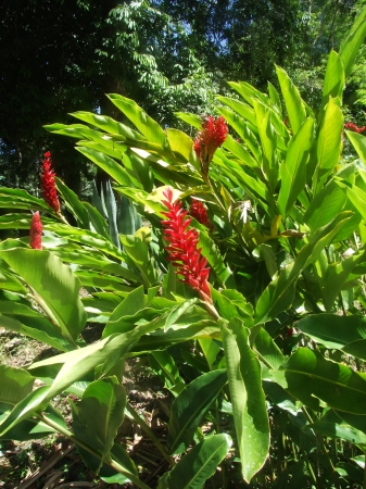 Zdjęcie z Meksyku - flora