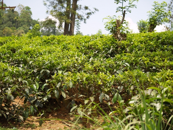 Zdjęcie ze Sri Lanki - herbatka