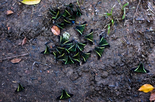 Zdjęcie z Kostaryki - 