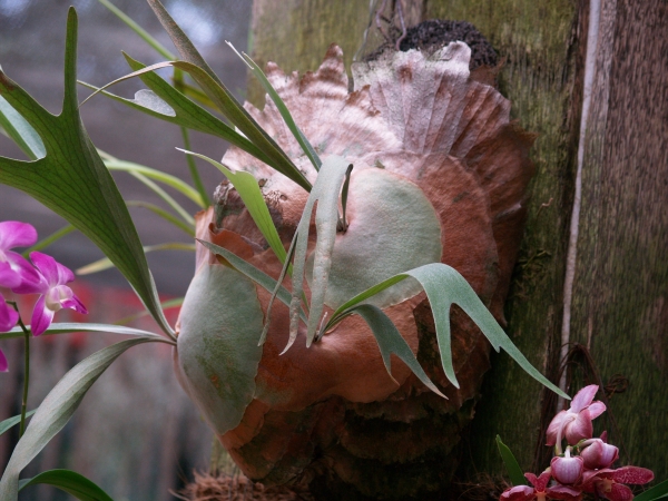 Zdjęcie ze Sri Lanki - Orchidea