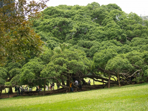 Zdjęcie ze Sri Lanki - Ficus Benjamin