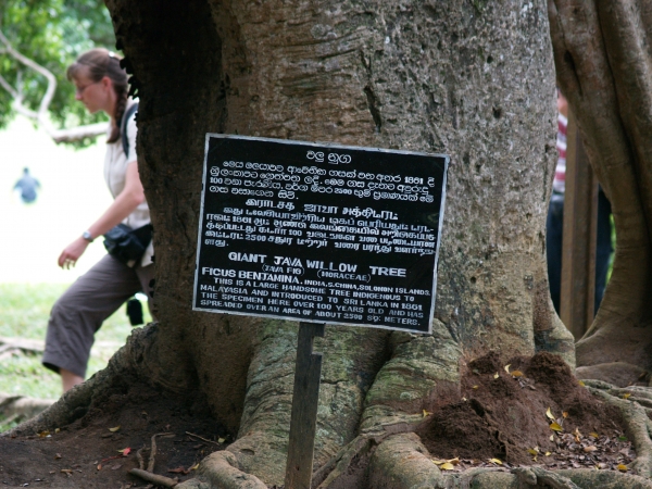 Zdjęcie ze Sri Lanki - Ficus Benjamin cd.