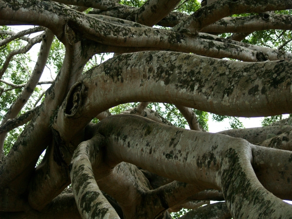 Zdjęcie ze Sri Lanki - Ficus Benjamin cd.