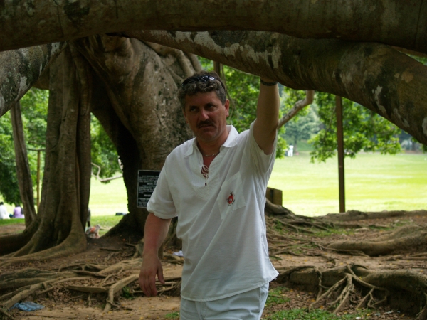 Zdjęcie ze Sri Lanki - Ficus Benjamin cd.
