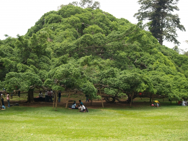 Zdjęcie ze Sri Lanki - Ficus Benjamin cd.