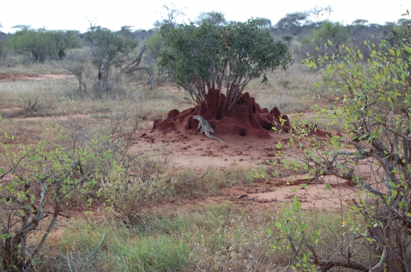 Zdjęcie z Kenii - Tsavo