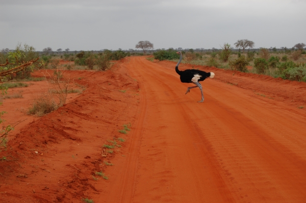 Zdjęcie z Kenii - Tsavo