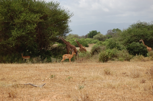 Zdjęcie z Kenii - Tsavo