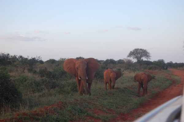 Zdjęcie z Kenii - Tsavo