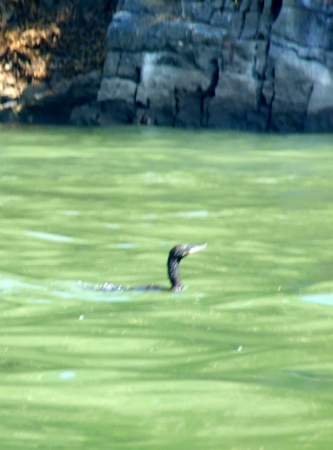 Zdjęcie z Meksyku - pierwszy kormoran