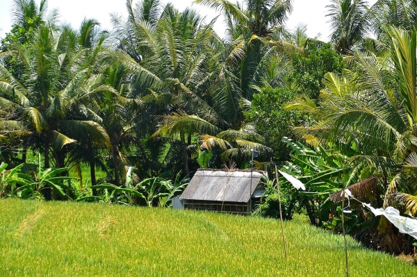 Zdjęcie z Indonezji - Okolice Tanah Lot