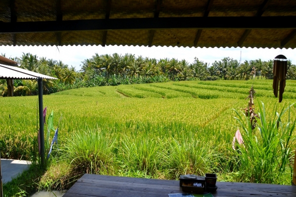 Zdjęcie z Indonezji - Pola ryzowe w sasiedztwie plantacji kawy