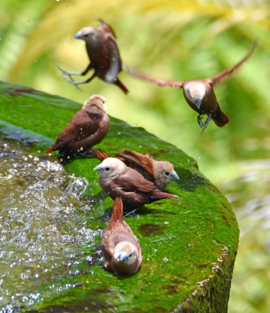 Zdjęcie z Indonezji - Poidlo dla ptakow na plantacji kawy