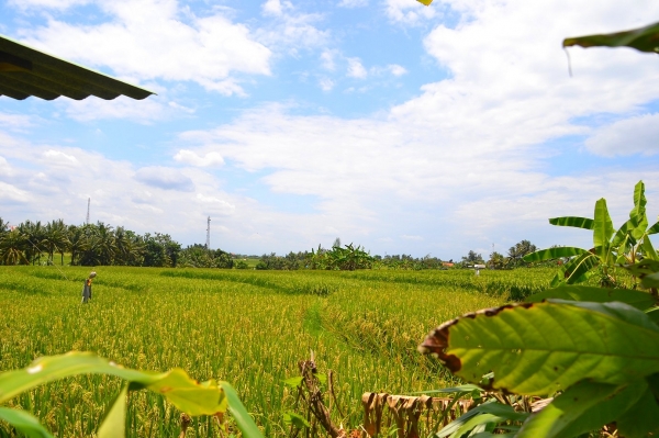 Zdjęcie z Indonezji - Rosnie ryz