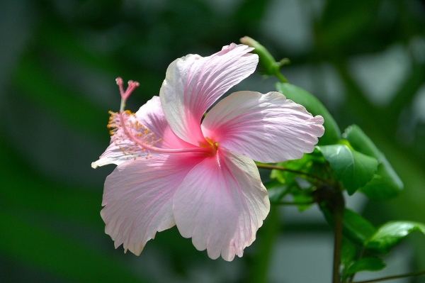 Zdjęcie z Indonezji - Hibiskus