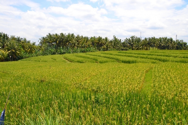 Zdjęcie z Indonezji - Pola ryzowe w Tanah Lot