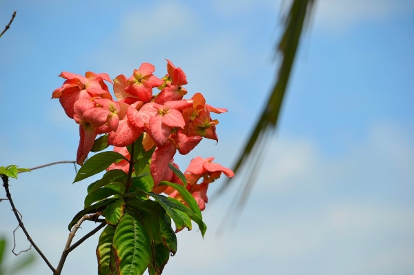 Zdjęcie z Indonezji - Tropikalna flora