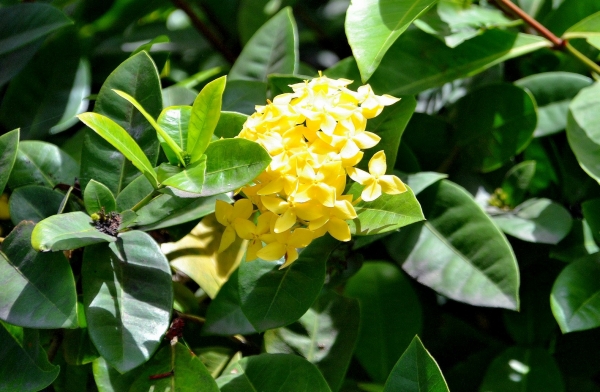 Zdjęcie z Indonezji - Tropikalna flora
