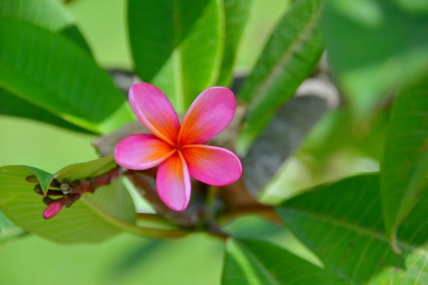 Zdjęcie z Indonezji - Frangipani - zapach tropikow