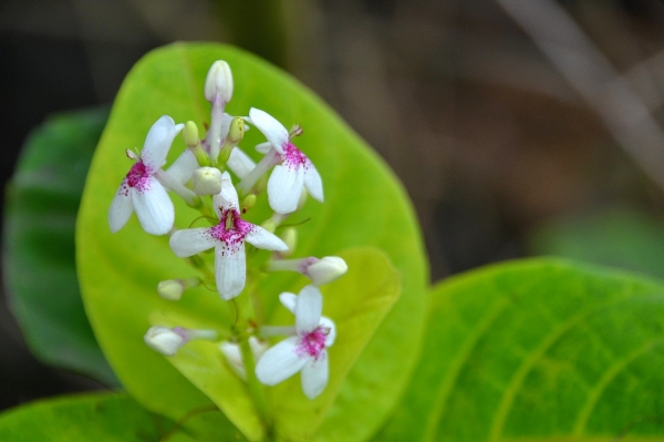 Zdjęcie z Indonezji - Tropikalna flora