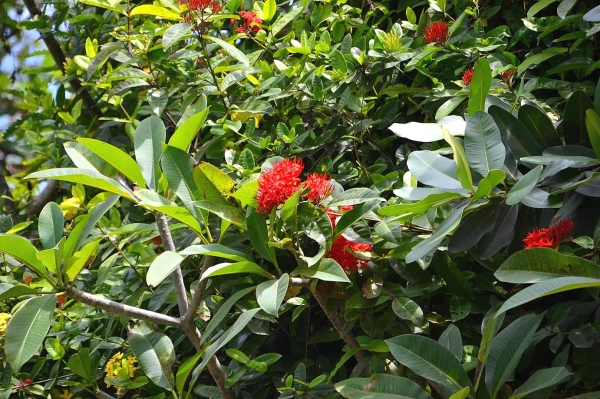 Zdjęcie z Indonezji - Tropikalna flora