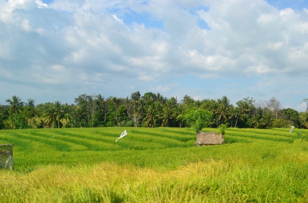Zdjęcie z Indonezji - Pola ryzowe