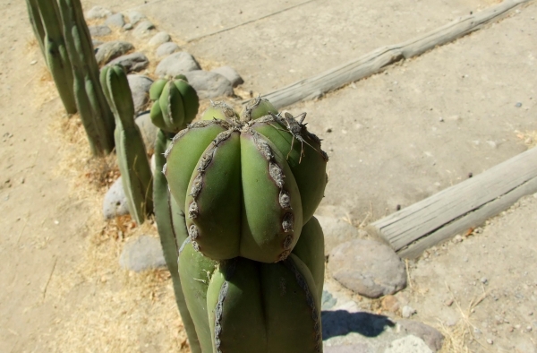 Zdjęcie z Meksyku - kaktusowy owad