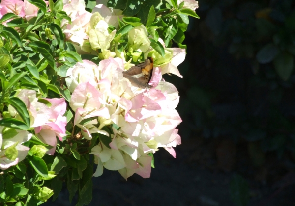 Zdjęcie z Meksyku - flora i fauna