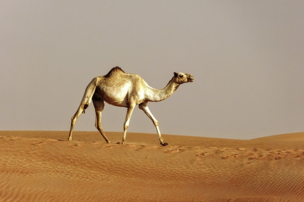 Zdjęcie z Zjednoczonych Emiratów Arabskich - nie ma... nie ma.... wody na pustyni....