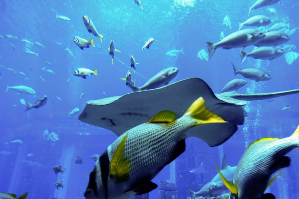 Zdjęcie z Zjednoczonych Emiratów Arabskich - underwater world
