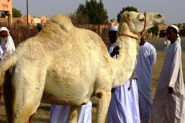 Zdjęcie z Zjednoczonych Emiratów Arabskich - piekne białe wielbłądy - te są droższe od tych brązowych
