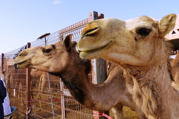 Zdjęcie z Zjednoczonych Emiratów Arabskich - Al-Ain - wielbłądzi targ