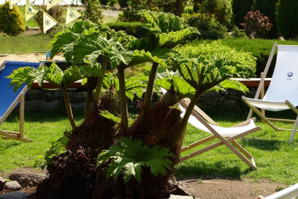 Zdjęcie z Polski - niesamowita Gunnera Olbrzymia