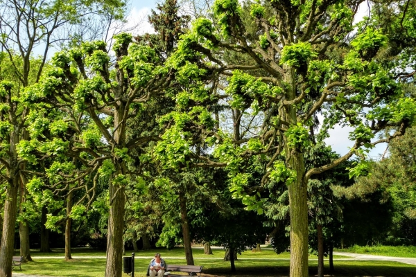 Zdjęcie z Polski - Park Zdrojowy