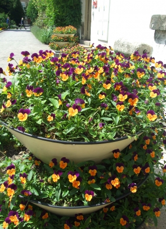 Zdjęcie z Polski - ogród botaniczny