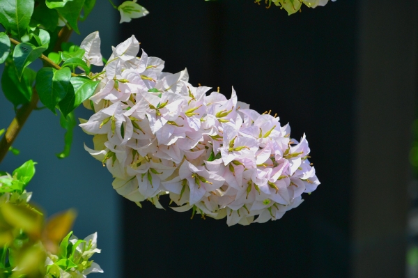 Zdjęcie z Indonezji - Piekna flora