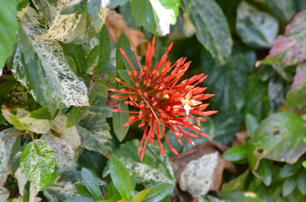 Zdjęcie z Indonezji - Ciekawa flora