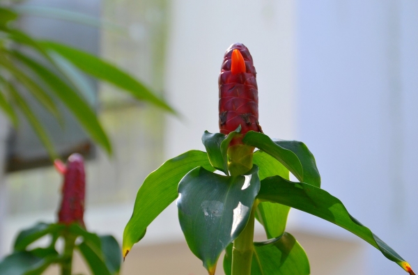 Zdjęcie z Indonezji - Tropikalna flora
