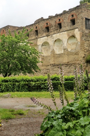 Zdjęcie z Włoch - wszędobylskie akanty w cieniu Pompei