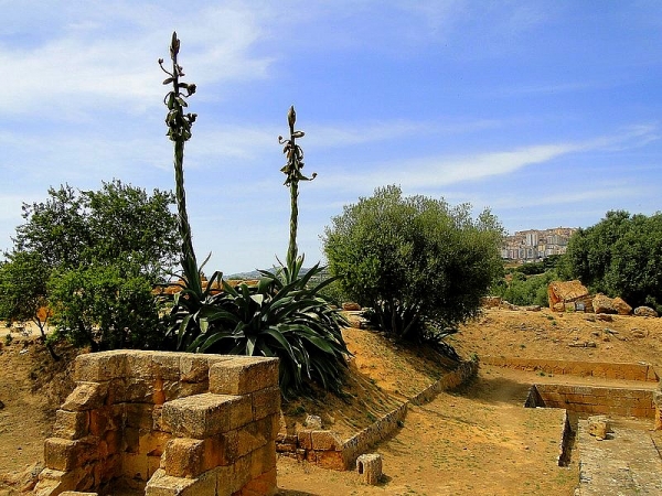 Zdjęcie z Włoch - Agrigento. Dolina Świątyń.