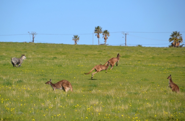Zdjęcie z Australii - Stado kangurow z zaadoptowanym przez nie kozlem