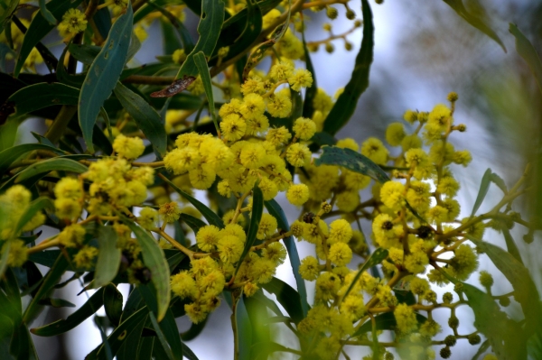 Zdjęcie z Australii - Kwitnie black wattle