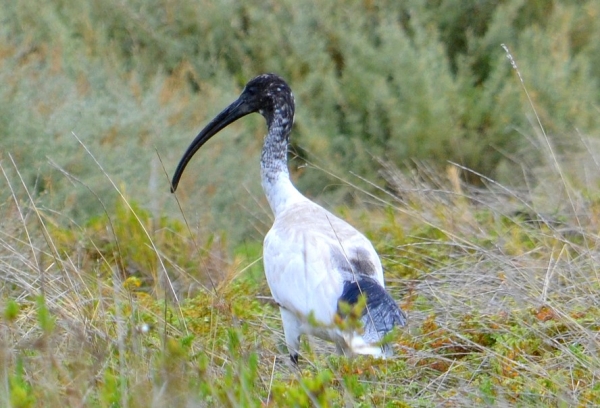 Zdjęcie z Australii - Ibis czarnopióry