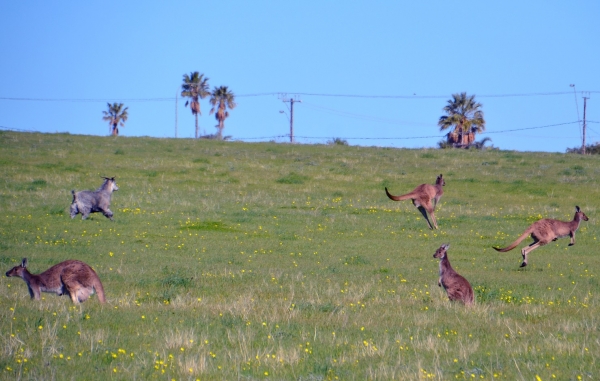 Zdjęcie z Australii - Koziol zyjacy ze stadem kangurow