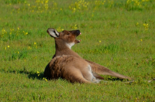 Zdjęcie z Australii - Pierwszy raz widzialem i pierwszy raz sfotografowalem