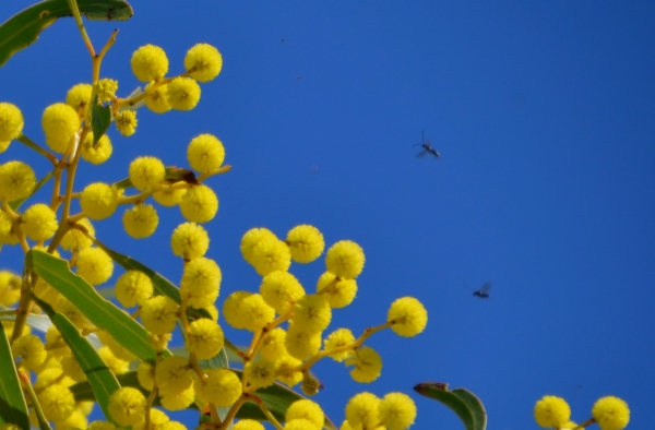 Zdjęcie z Australii - Fauna i flora 