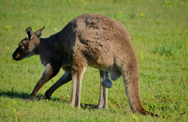 Zdjęcie z Australii - Kangur demonstruje swije klejnoty :)