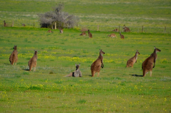 Zdjęcie z Australii - Kangurza rodzina