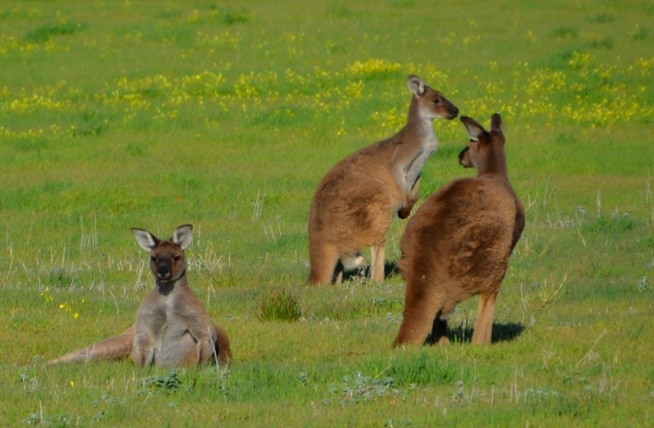 Zdjęcie z Australii - Kangurza rodzina
